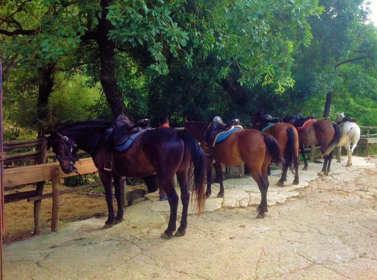 La Dimora Degli Etruschi Pansiyon Civitella Cesi Dış mekan fotoğraf